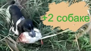 Охота на утку осенью с подхода.Собака сделал охоту. Охота на утку осенью с подхода.Собака сделал охоту.