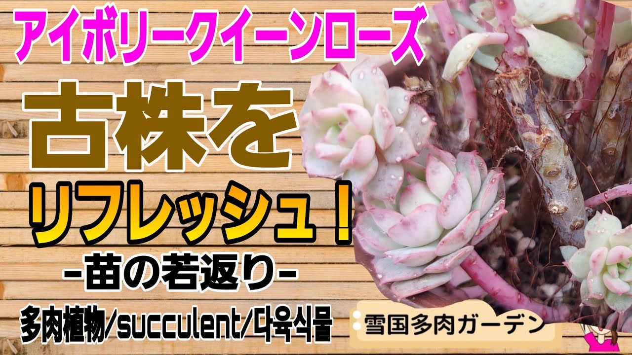 古株をリフレッシュをさせて元気で強い苗に♡　2026年4月11日 #雪国で育てる多肉 #ガーデニング ＃アイボリークイーンローズ　＃チンアナゴ