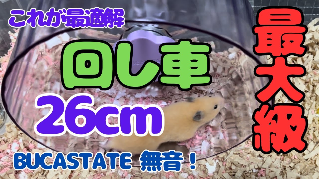 BUCASTATEブカスター260に交換！ハムスター回し車最大級 - YouTube