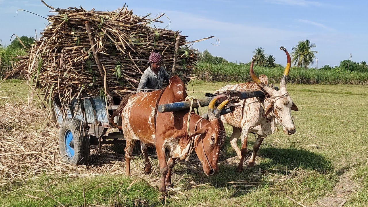 Bullockcart heavy load performance | Bullockcart stuck video | compare two Bullockcart ploughing