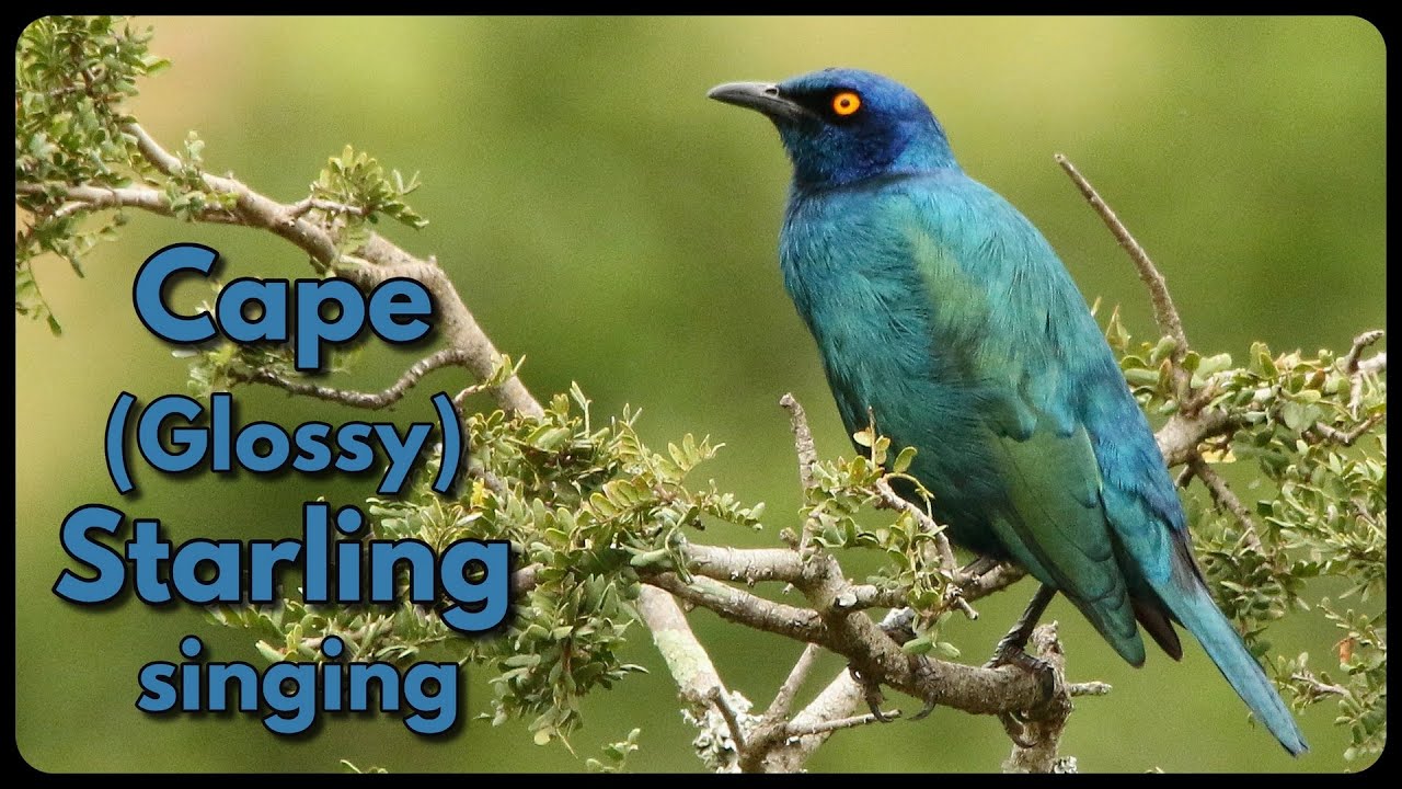 CAPE (Glossy) STARLING singing its cheerful song