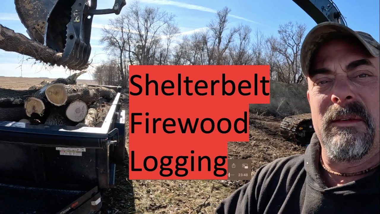 Лесозащитная полоса. Заготовка дров 