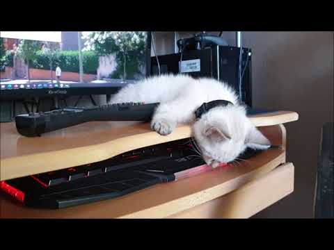 Delires De Chat Youtube Delires De Chat Youtube