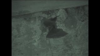 Natterer's bats leaving roost