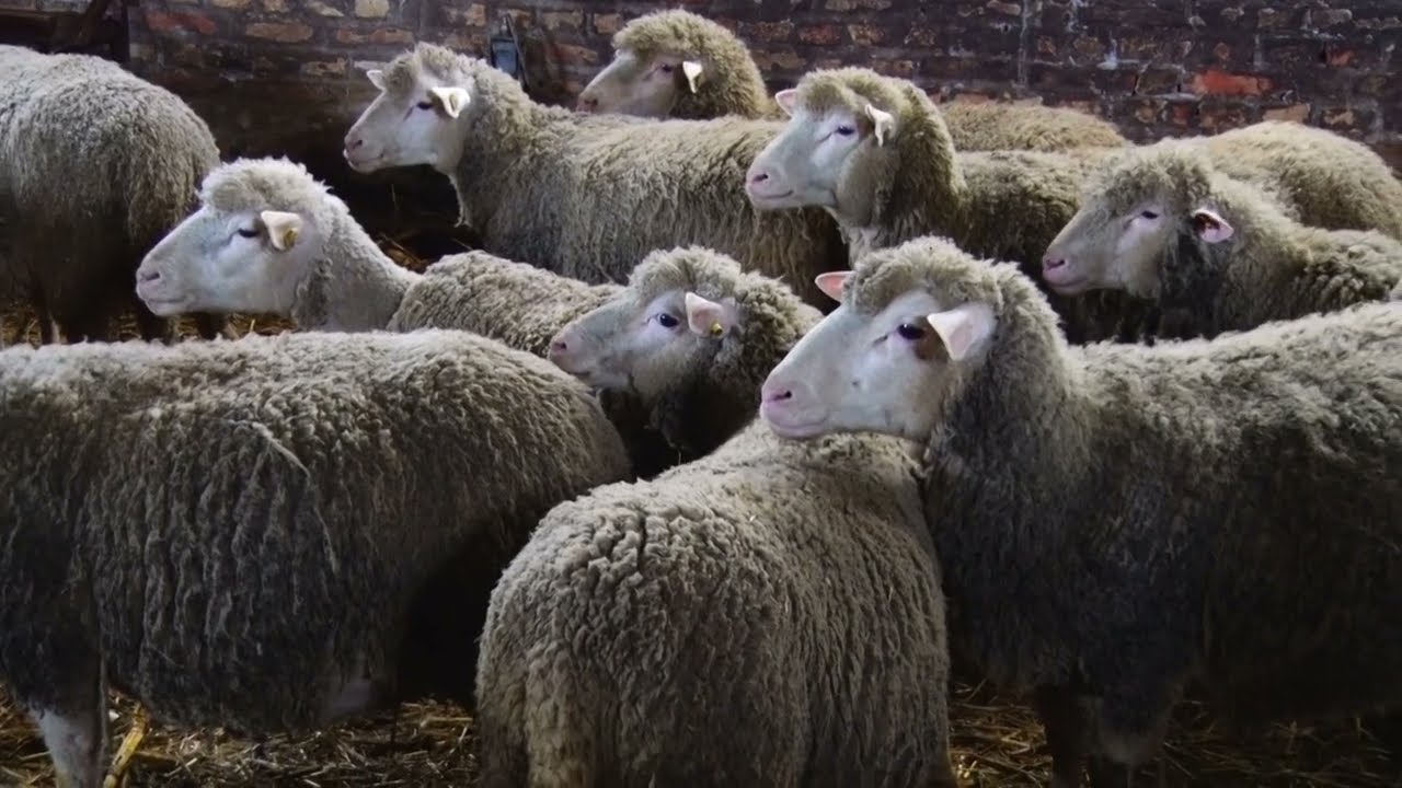 KAD ZNAŠ - LAKO JE! Uvek dovoljno hrane za ovce!