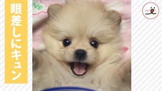 天使すぎるまなざし♡ ポメラニアンの子犬さん 【PECO TV】
