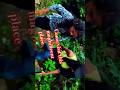 Both sisters are near the temple inside the forest#viralshots #viralvideo #shorts#villagevlog