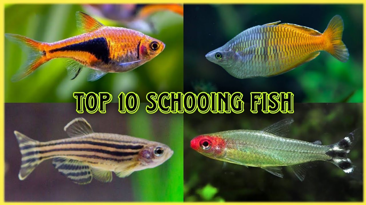 Top 10 Freshwater Schooling Fish 2027