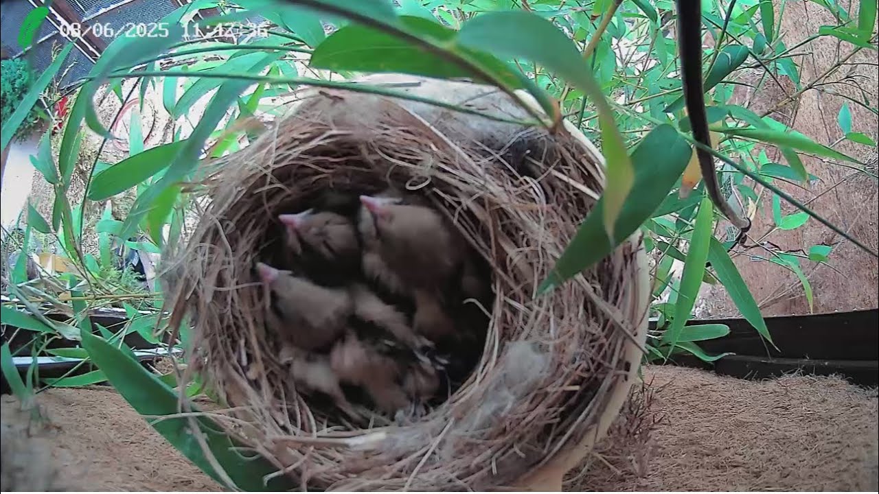 Bearded Reedling Nest - LIVE CAMERA - YouTube