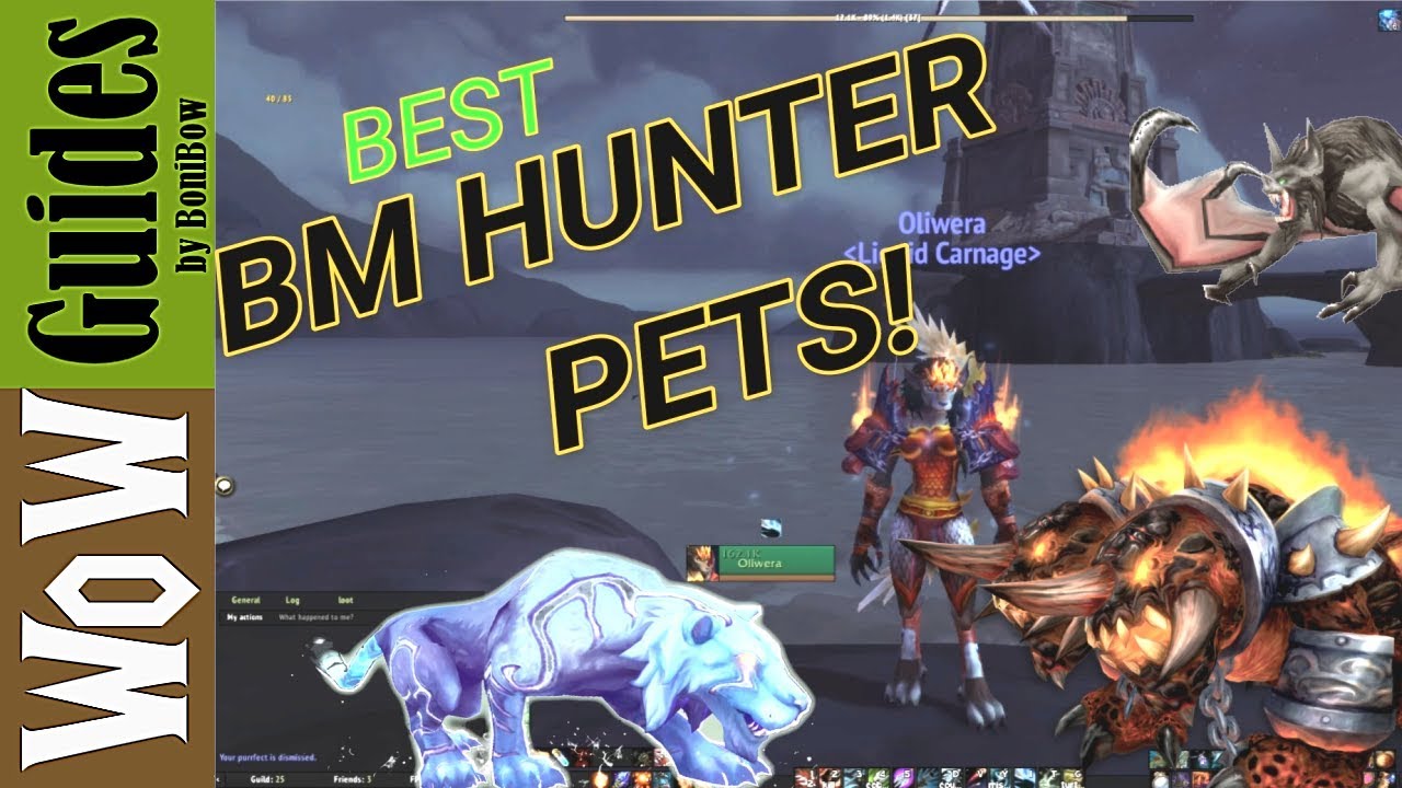 BM Hunter- the only 3 pets u will ever need! /BFA/2019 ...