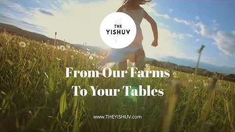 The Shmita Year