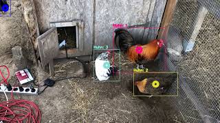 Four chickens tracking