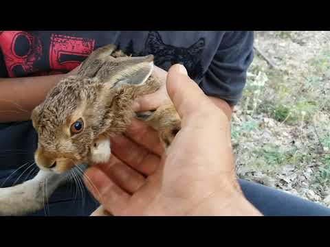 Elle tavşan nasıl yakalanır, nasıl tutulur