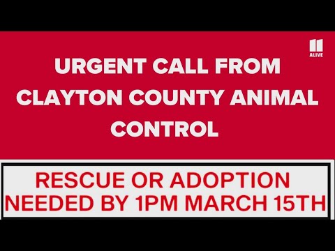Lost And Found Pets The Role Of Clayton County Non Emergency