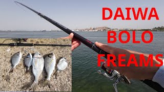 DAIWA FREAMS BOLO EVO PW70 piegata da un cefalo e Pesca alle orate con la canna da spinning