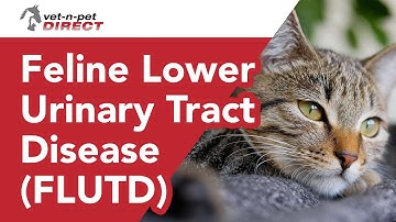 Feline Lower Urinary Tract Disease (FLUTD) In Cats
