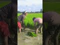 Barbadi Hoi #bhojpuri 🙂🤣 #trending #viral video