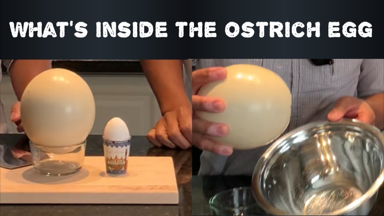 See what's inside the Ostrich Egg YouTube