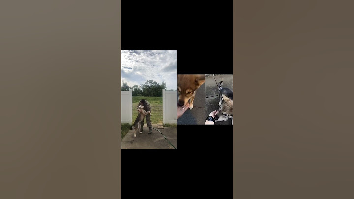 Loyal Canine's Delight: A Heartwarming Reunion Captured in Splitscreen#DogReunion