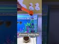 To raise fish well, you need to learn how to feed them correctly. #fishkeeping #feedingbox #fishcare