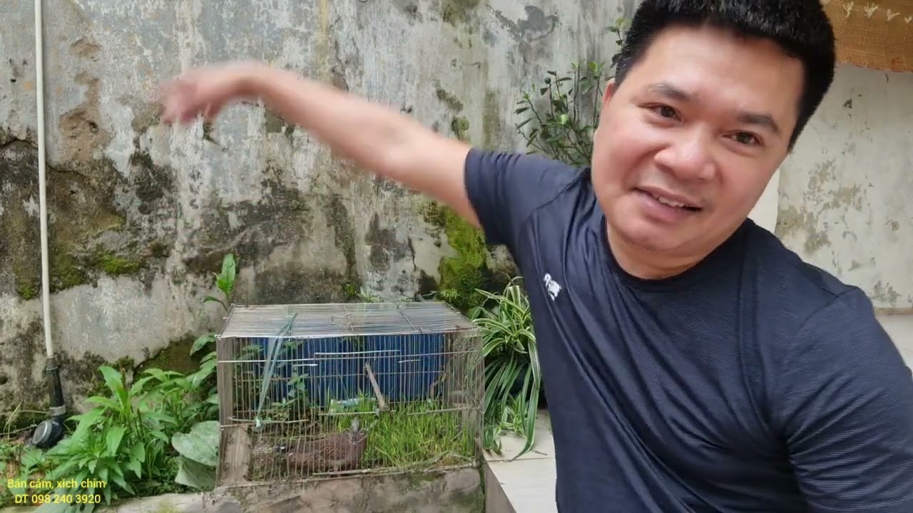 tại sao cu gáy không 