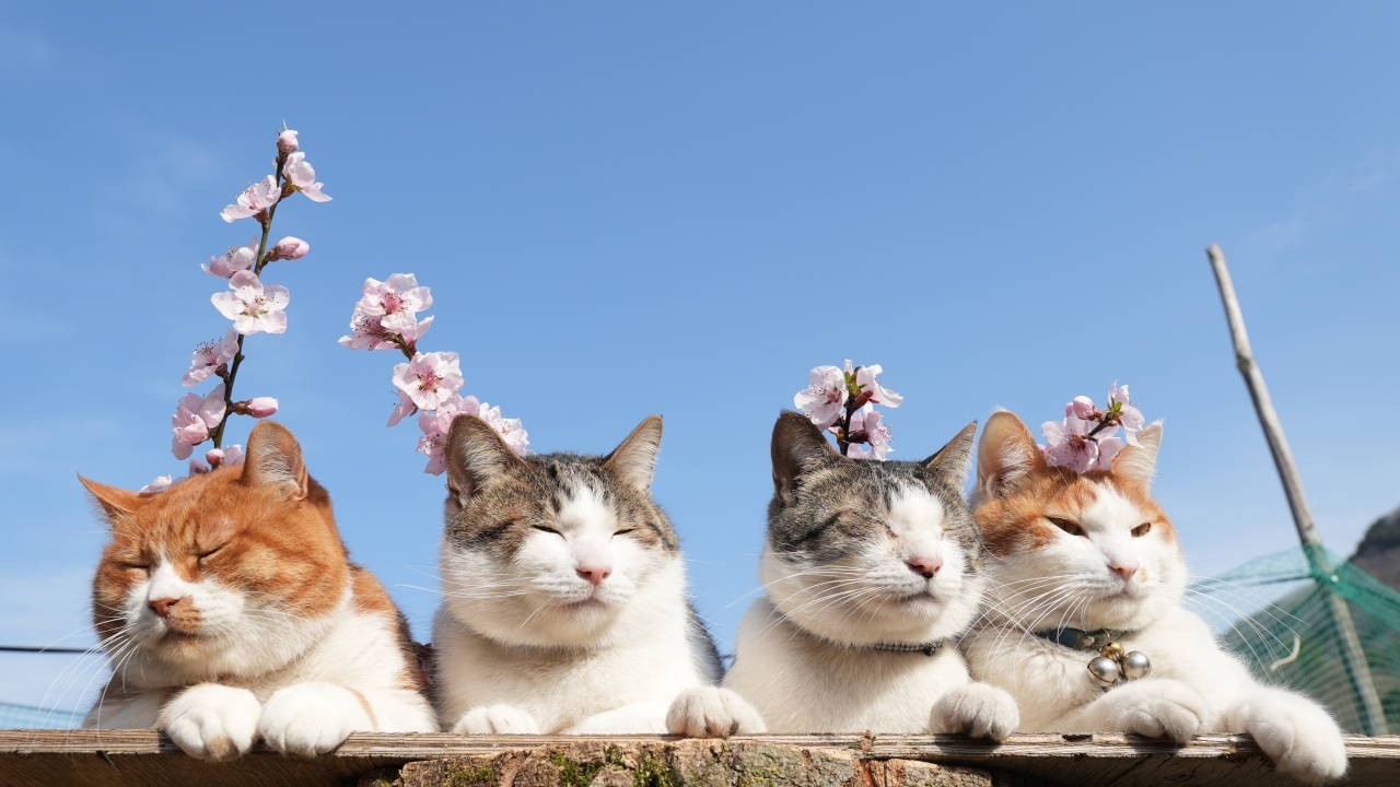桃の花 のせ猫 260427 - YouTube