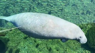 Florida State researchers set to study Wakulla Springs