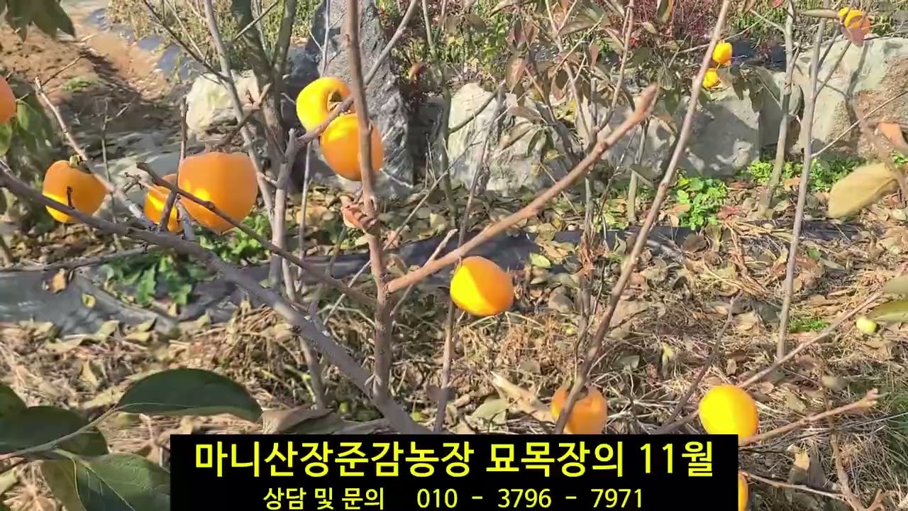 마니산장준감농장 묘목장의 11월