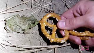 Pretzel Frog Original