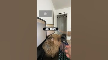 How Much Fur Can I Gather In 30 Seconds From A Siberian Cat During Shedding Season?