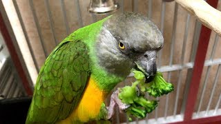 Http://parrotwizard.com/videos watch my senegal parrot eating
broccoli! kili just loves broccoli and does a great job healthy foods.
shop the w...
