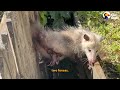 Mama Opossum And Her Babies Trapped Between Two Fences | The Dodo