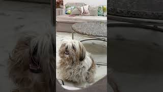 #funny #dogs #dogshorts