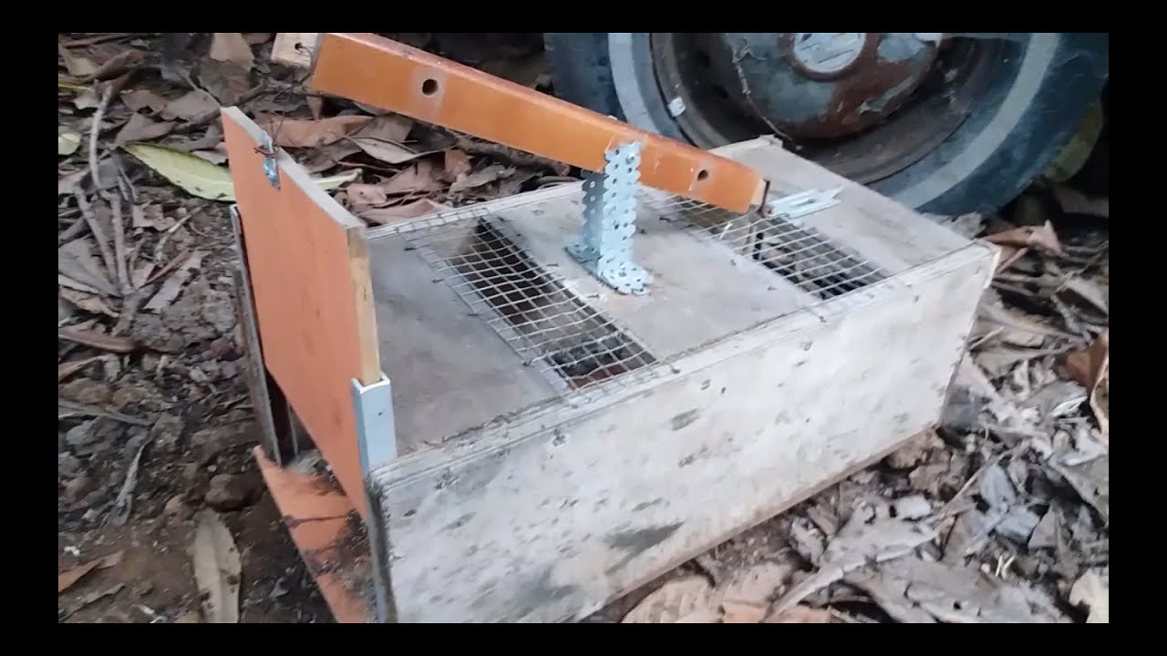 Trampa para Ratas Casera - Comprobada