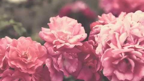 ماتيسر من سورة البقره لشيخ مؤيد المزين ..حلق بروحك لسماء