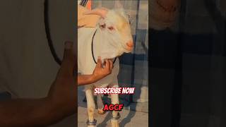 Beautiful Zero Size Gulabi Tedda