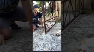 The Cat Pressed The Sensor But A Husky Head Jumped Out