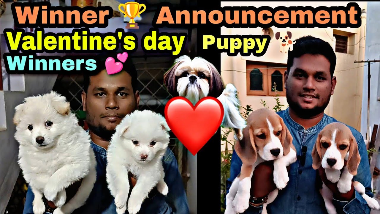 Valentine's Day 💝 Puppy Winner Announcement 🏆 | New Announcement | Dinesh 🏠 Breeds 