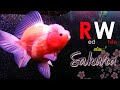 Oranda RW atau SAKURA? Penghuni Baru Aquarium Iwak Buncit Hasil Iseng Ikut Lelang