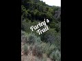 Parleys trail