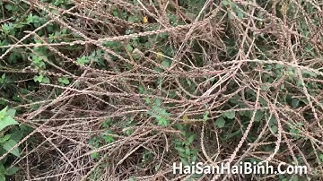 Cây cỏ xước – Vị thuốc dân gian trị sỏi thận, đau xương khớp