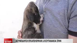 Κουταβάκια στον Ξηροπόταμο