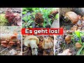 Es geht los! Erstaunliche Pilzvielfalt im April: Maipilze, Morcheln, Verpeln,...