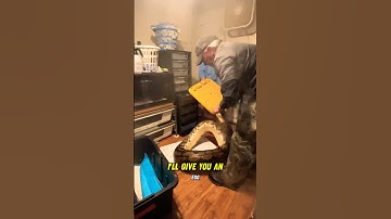 Jaw-dropping Encounter: Massive 16-foot Snake Unleashed! #shorts #animals