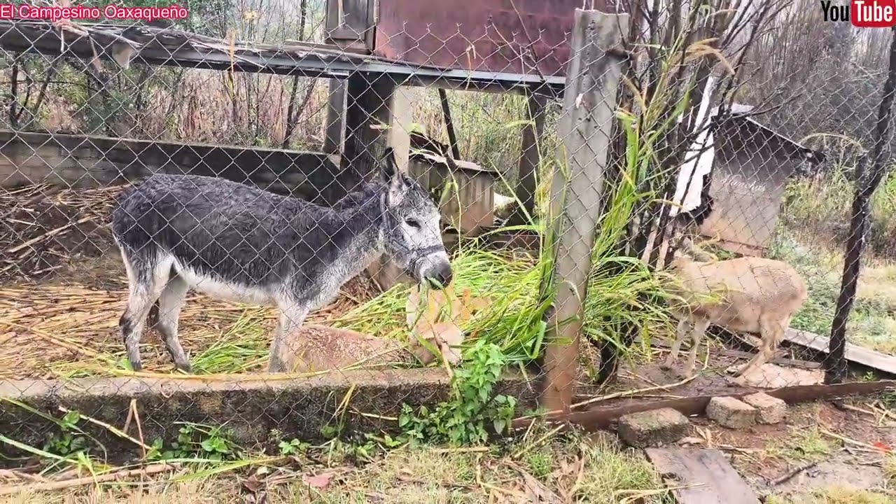 ✅️🤠 En un dia lluvioso voy por mis animales y les muestro hermosos paisajes 