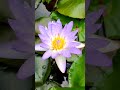 Ravishing Water Lily