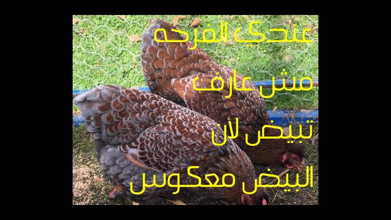 عندي الفرخه مش عارفه تبيض البيضه جواها معكوسه ايه الحل الحل بسيط