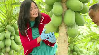 MERAJUT ASA | SI MANIS BUAH TROPIS (03/08/18) 2-3 MERAJUT ASA | SI MANIS BUAH TROPIS (03/08/18) 2-3