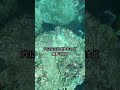 【魚突き】17kgの魚を水面から見つけて仕留める