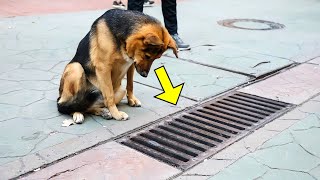 The Dog Looked Into The Storm Drain Every Day. People Were Shocked When They Opened It.